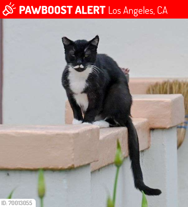 Lost Male Cat last seen Verdugo  RD, Los Angeles, CA 90065