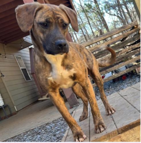 Lost Male Dog last seen Peachtree place, Dunwoody, GA 30360