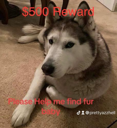 Lost Female Dog last seen 2nd and bridge st. Gary in., Gary, IN 46404
