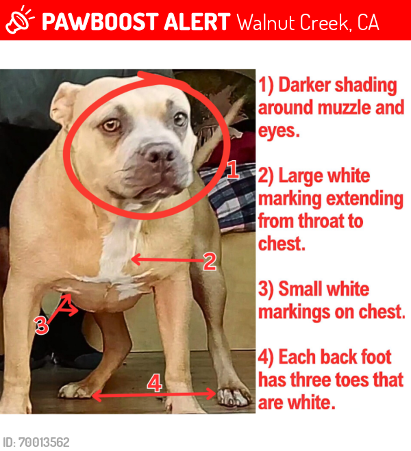 Lost Female Dog last seen Geary Rd (N) × San Luis Rd/Conejo Way (S) × Larkey Ln (E) × Camino Verde (W), Walnut Creek, CA 94597