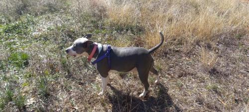 Lost Female Dog last seen FM3186, Onalaska, TX 77360