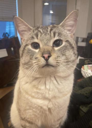 Lost Male Cat last seen Crystal dr, Eagle Point, OR 97524