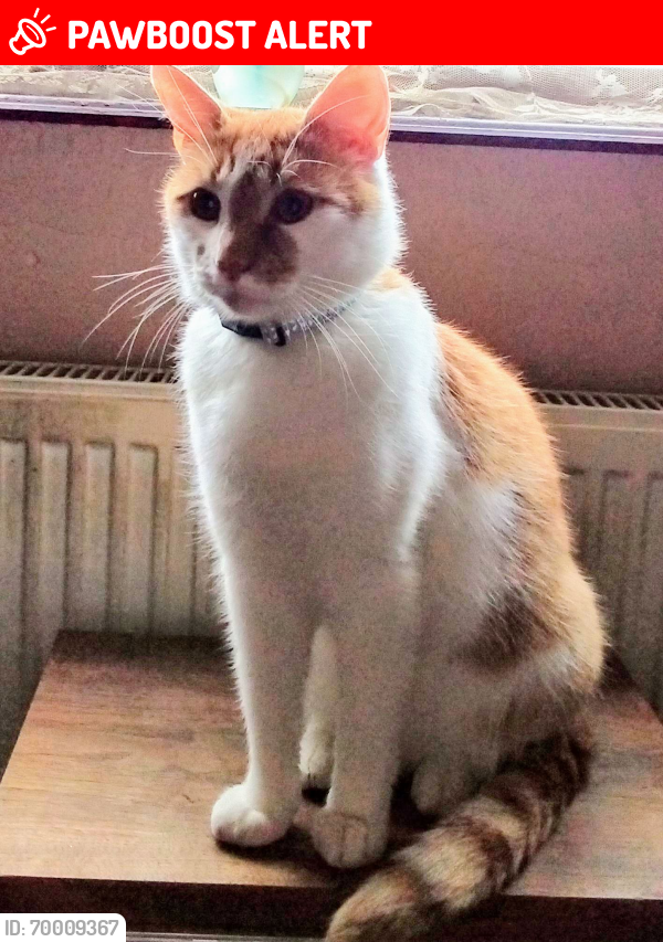 Lost Male Cat last seen Fairfax Road Leicester LE4 9EL, Leicester, England LE4 9EL