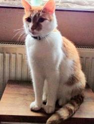 Lost Male Cat last seen Fairfax Road Leicester LE4 9EL, Leicester, England LE4 9EL