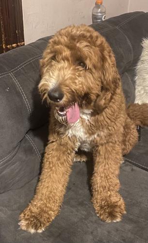 Lost Male Dog last seen Across Chase Ave s gas station , Waterbury, CT 06710