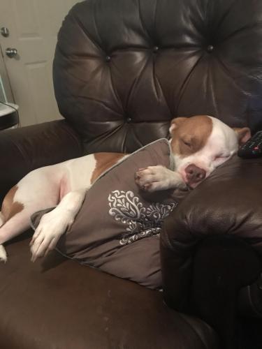 Lost Male Dog last seen Eastgate and Sherwood Forest Blvd. , Baton Rouge, LA 70816