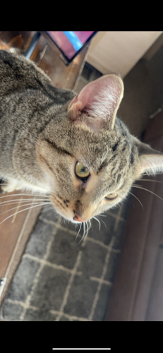 Lost Male Cat last seen Heritage ests trailer park on Dort highway , Flint, MI 48507
