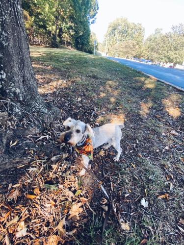 Lost Male Dog last seen Fryling Ave SW , Concord, NC 28025