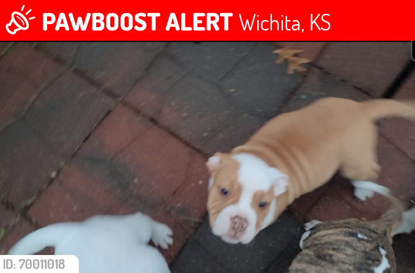 Lost Female Dog last seen 21st and Oliver, Wichita, KS 67208