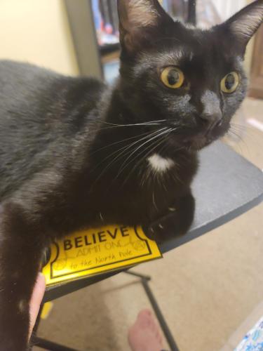 Lost Male Cat last seen Palm Ave And Oak Dr. Behind Ace Hardware store, Tavares, FL 32778