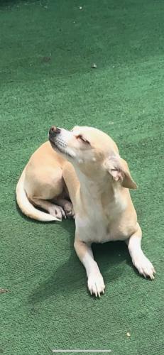 Lost Female Dog last seen 2nd street , Oxnard, CA 93030