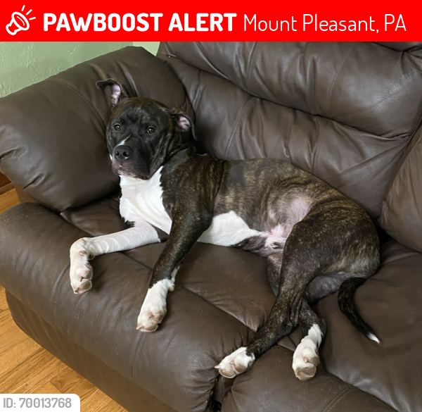 Lost Male Dog last seen Near claypike road mount pleasant pa by kecksburg firehall, Mount Pleasant, PA 15666