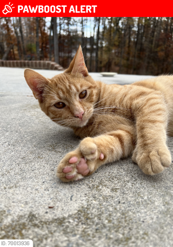 Lost Male Cat last seen Franklin pl Danville, Pittsylvania County, VA 24540