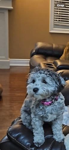 Lost Female Dog last seen amarone court and Derry, Mississauga, ON L5W 0A7