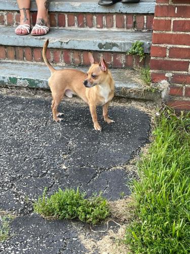 Lost Male Dog last seen Near Willow Brook Dr. 44125, Cleveland, OH 44125