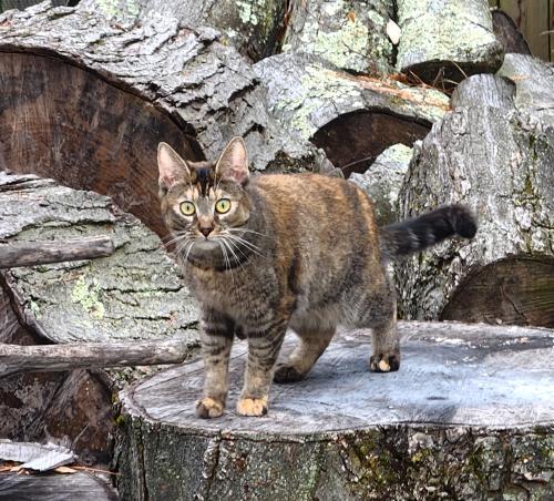 Lost Female Cat last seen Greenwood st, Harmony St, Bridgeport, CT 06606
