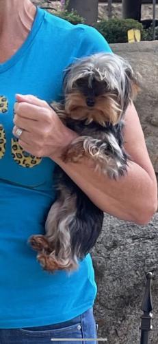 Lost Female Dog last seen Fargo ave , Hanford, CA 93230