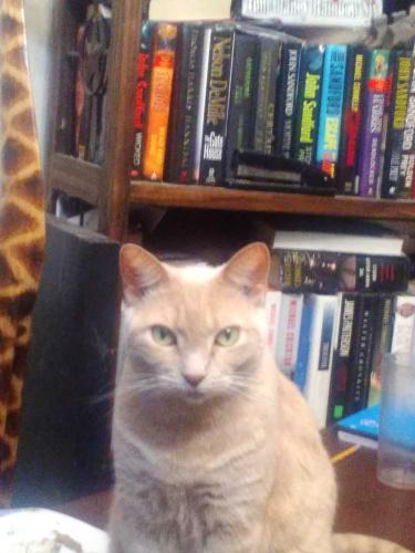Lost Female Cat last seen Canyon creek subdivision , Conroe, TX 77304
