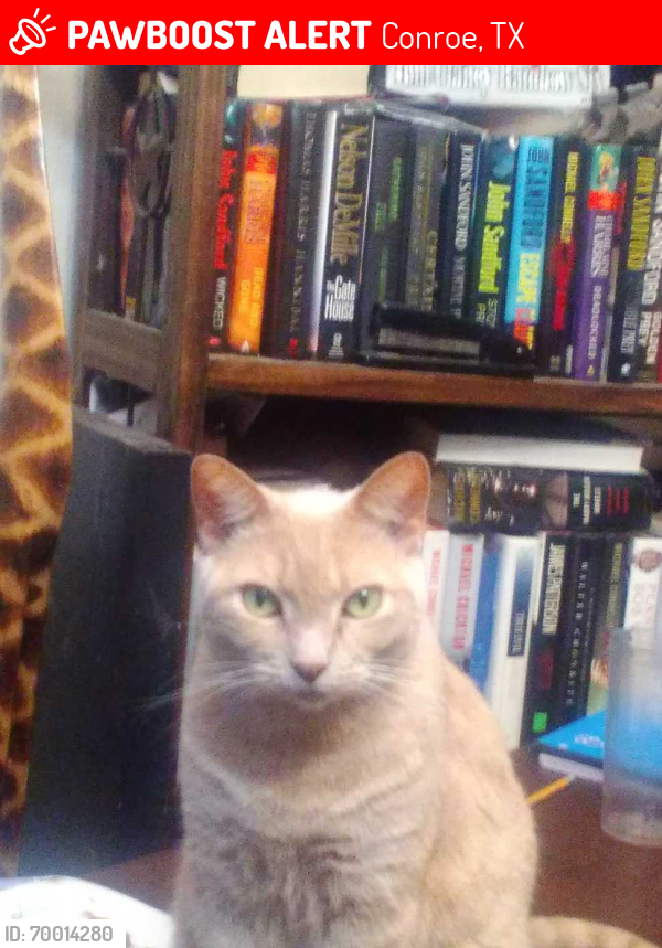 Lost Female Cat last seen Canyon creek subdivision , Conroe, TX 77304