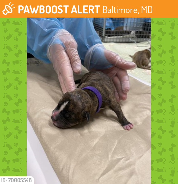 Shelter Stray Male Dog last seen Near Presbury, 21217, MD, Baltimore, MD 21230