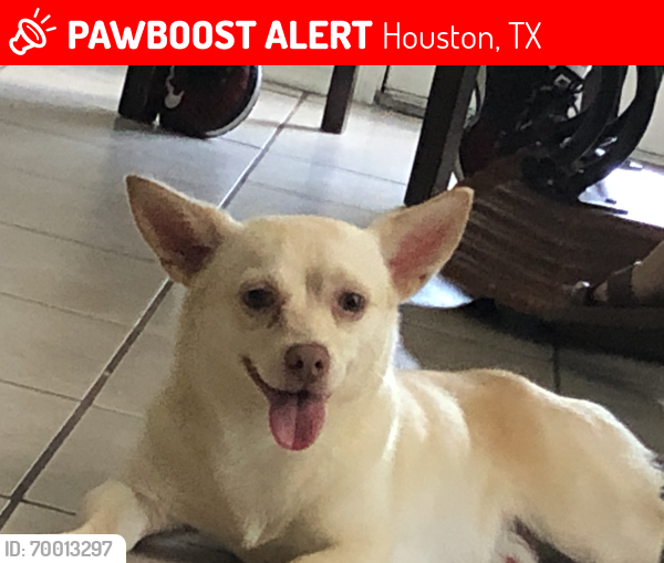 Lost Male Dog last seen S Dairy Ashford Dr, Houston, TX 77072