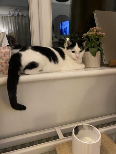 Lost Female Cat last seen St Columba Way , Syston, England LE7 1RP