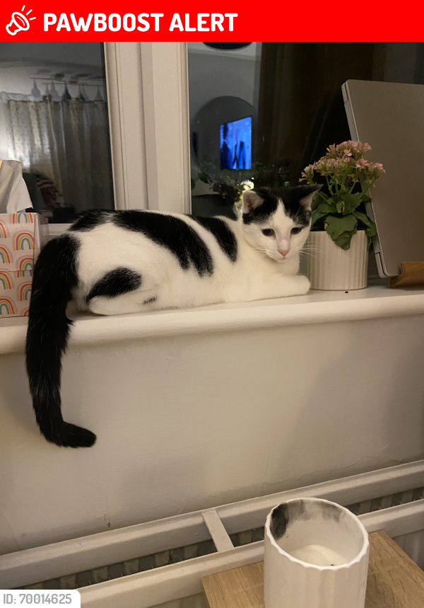 Lost Female Cat last seen St Columba Way , Syston, England LE7 1RP