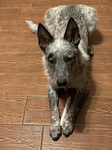 Lost Male Dog last seen Highway 28, Anthony, NM 88021