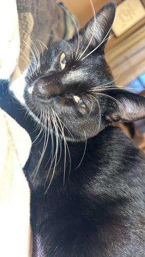 Lost Male Cat last seen 26th and tea Ellis , Sioux Falls, SD 57106