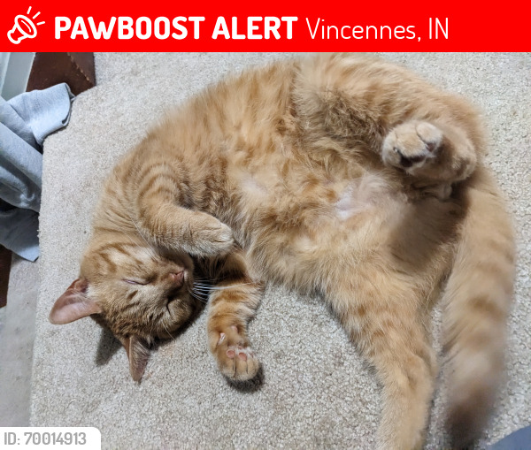 Lost Male Cat last seen Large White hse, Vincennes, IN 47591