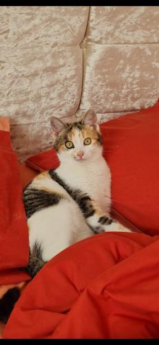 Lost Female Cat last seen Rm10 , Greater London, England RM10