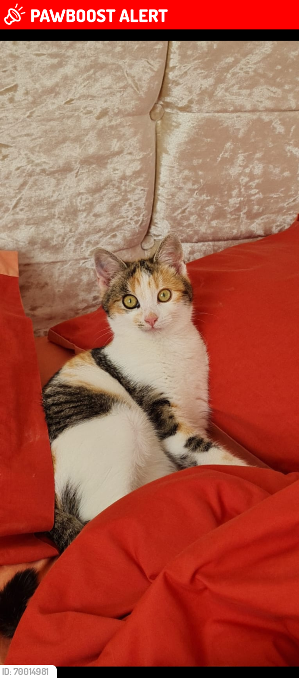 Lost Female Cat last seen Rm10 , Greater London, England RM10