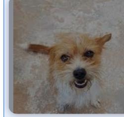 Reunited Female Dog last seen Beverly street mesa az, Mesa, AZ 85201