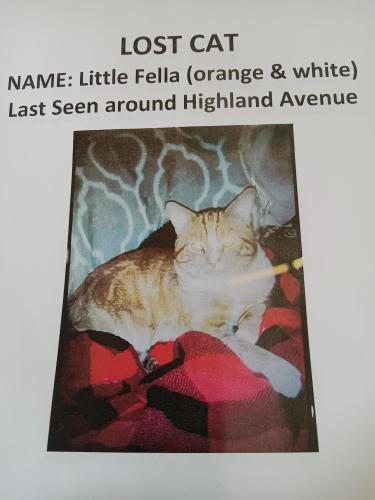 Lost Male Cat last seen Highland  Ave , Middletown, CT 06457