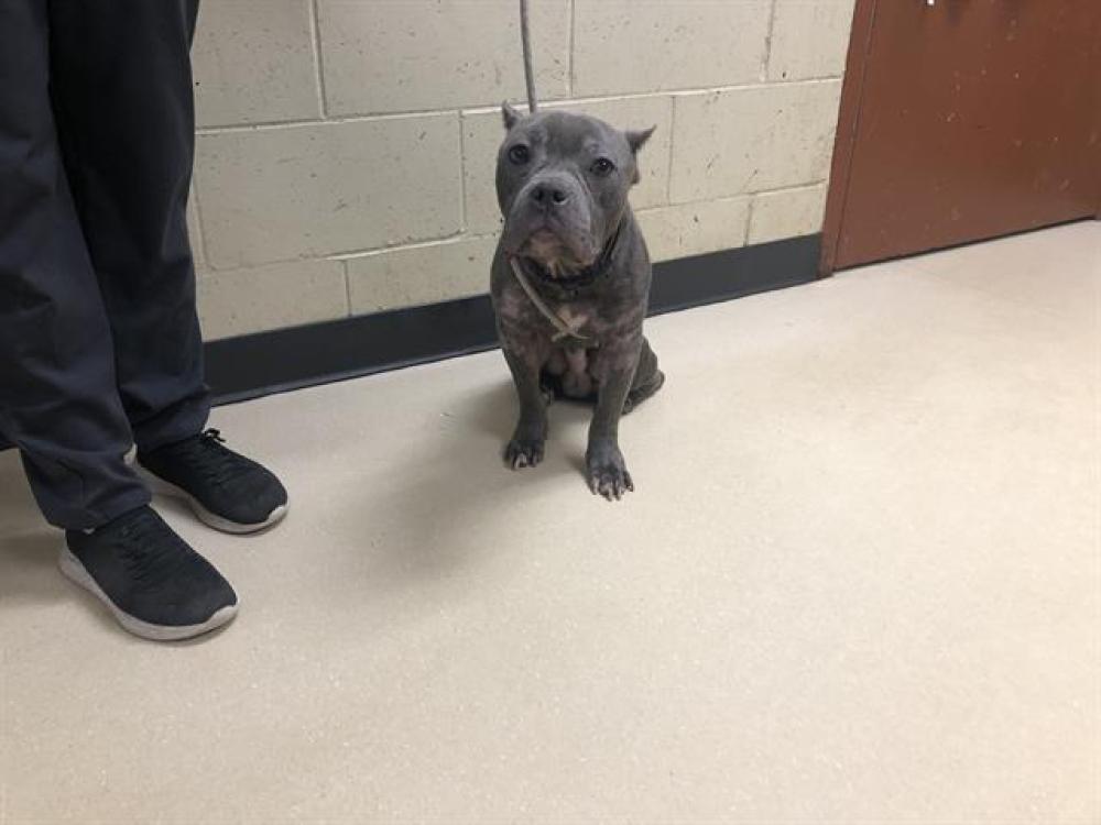 Shelter Stray Male Dog last seen Near BLOCK N 25TH ST, West Milwaukee, WI 53215