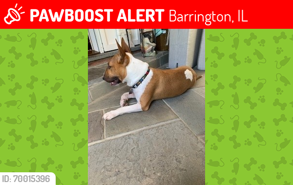 Lost Male Dog last seen Lake Cook Rd and Ridge Rd, Barrington, IL 60010