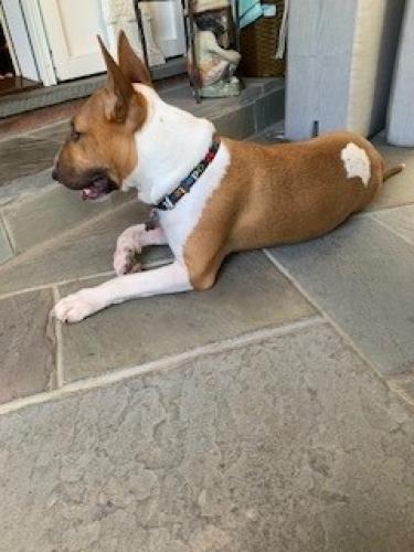 Lost Male Dog last seen Lake Cook Rd and Ridge Rd, Barrington, IL 60010