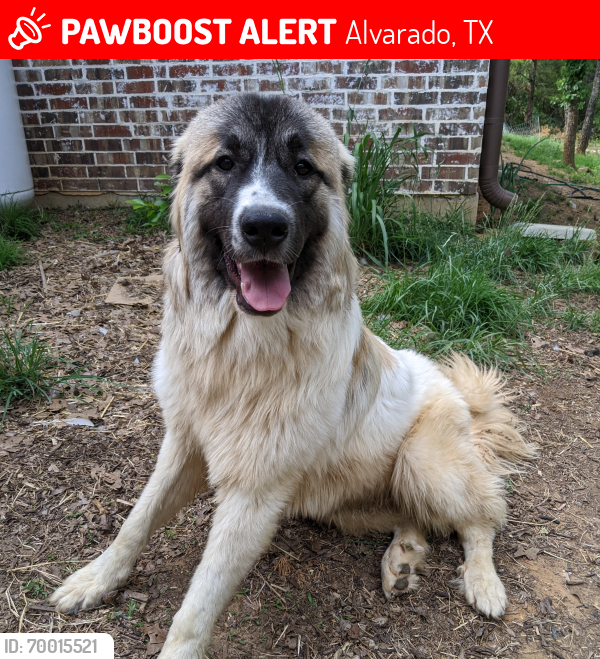 Lost Female Dog last seen Near , Alvarado, TX 76009