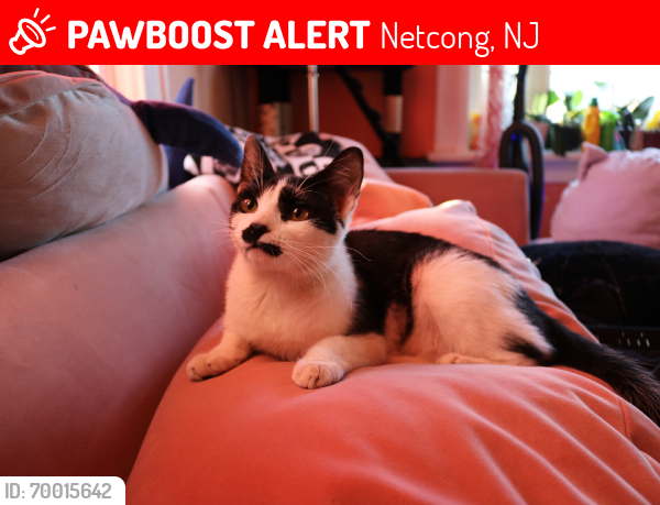 Lost Female Cat last seen Allen Ter/ Ledgewood Ave, Netcong, NJ 07857