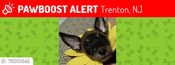 Lost Male Dog last seen Division street , Trenton, NJ 08611