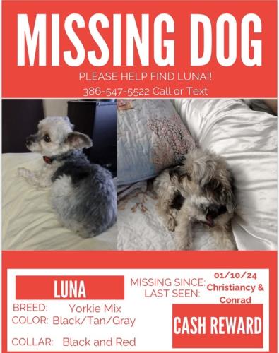 Lost Female Dog last seen Christiancy Ave., Port Orange , Port Orange, FL 32127