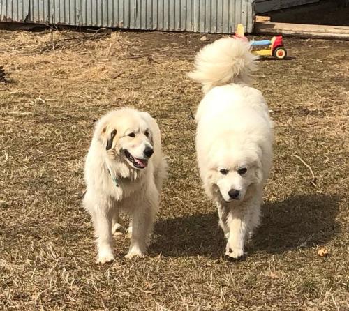 Lost Unknown Dog last seen County rd 8, Chatfield, MN 55923
