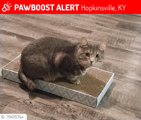 Lost Male Cat last seen Locust Street / Ashwood Village , Hopkinsville, KY 42240