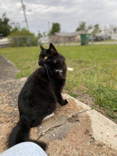 Lost Male Cat last seen Chipewa Street and Berthe Ave , Panama City, FL 32404