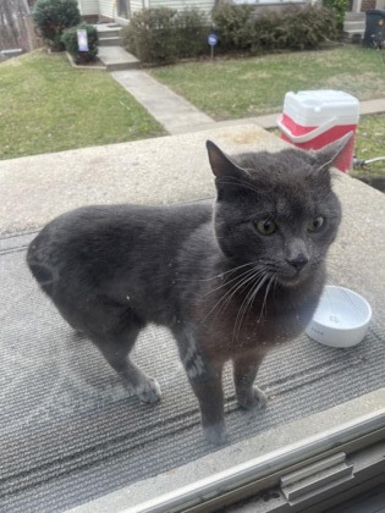 Shelter Stray Male Cat last seen Springfield, VA, 22153, Chapman Oak Court, Fairfax County, VA, Fairfax, VA 22032