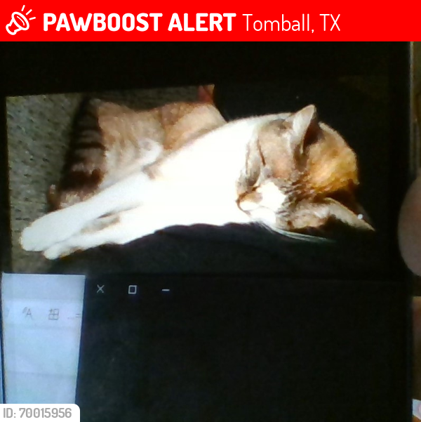 Lost Male Cat last seen brown road, Tomball, TX 77375