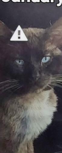 Lost Male Cat last seen Dalwood ave& foster norwalk ca 90650, Norwalk, CA 90650