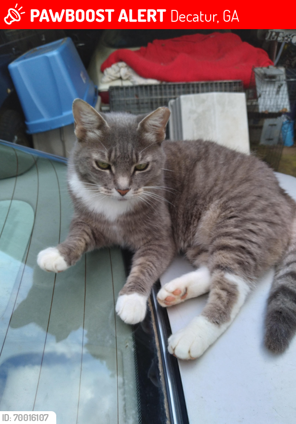 Lost Female Cat last seen South Hairiston and Weskey Chapel, Decatur, GA 30035