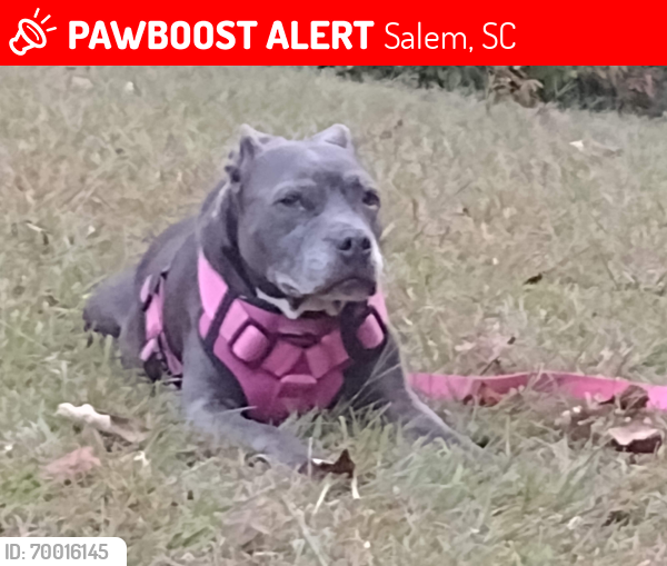 Lost Female Dog last seen flt sholes and Crestwood dr , Salem, SC 29676