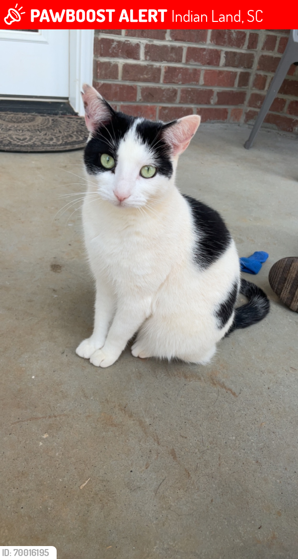 Lost Female Cat last seen Lost in Windsor Trace townhomes beside the Mason Apartments, Indian Land, SC 29707